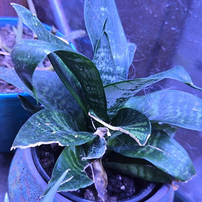 Photo of the plant species Forest Star Snake Plant by @DeerlyDepraved named Forest Star Smake Plant on Greg, the plant care app