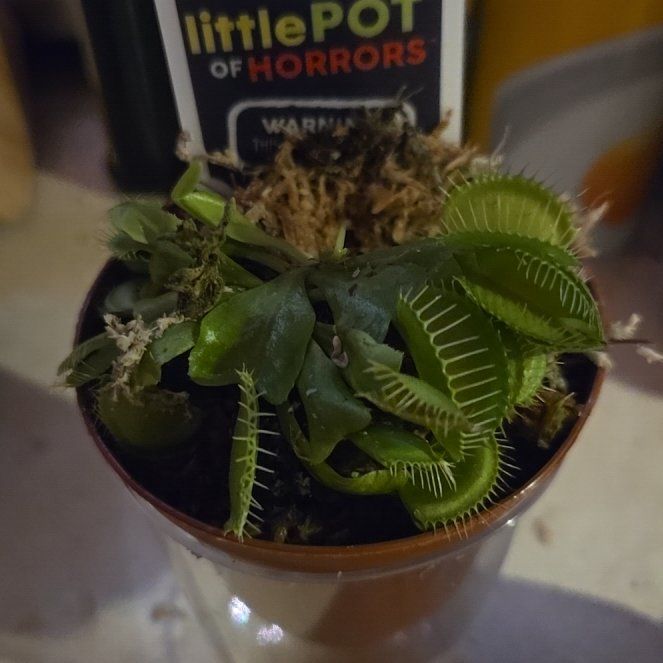 Photo of the plant species Venus Fly Trap (Gremlin) by @DeerlyDepraved named Venus Fly Trap Gremlin on Greg, the plant care app