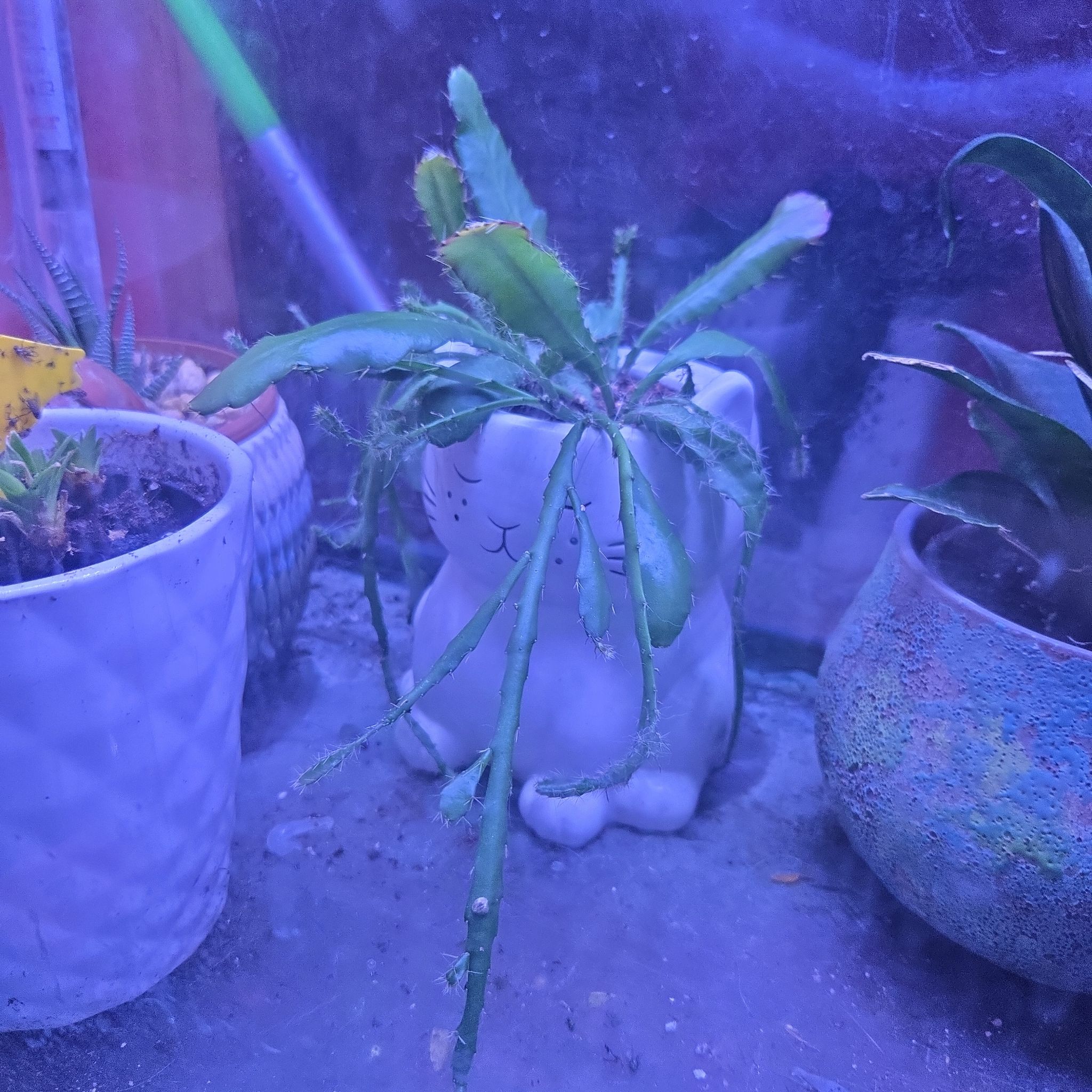 Photo of the plant species Ric Rac Cactus by @DeerlyDepraved named Ric Rac Cactus on Greg, the plant care app