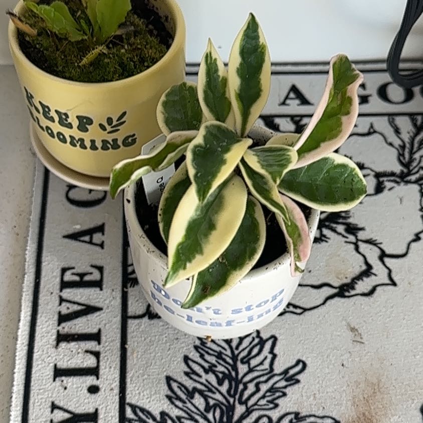 Photo of the plant species Hoya Suzie Q by @RoundSunstar83 named Winston on Greg, the plant care app