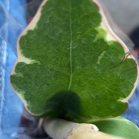 Photo of the plant species Marsh Pennywort by @DestinedHope13 named Gregarious on Greg, the plant care app