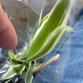 Photo of the plant species Common Oat by @DestinedHope13 named Madonna on Greg, the plant care app