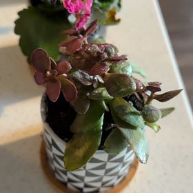 Photo of the plant species Kalanchoe blossfeldiana 'Red' by @JovialRedrose41 named Diana on Greg, the plant care app