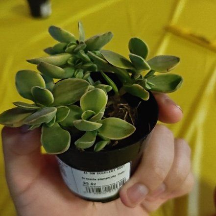 Photo of the plant species succulent by @BriskChosmo8 named Halo on Greg, the plant care app
