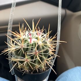 Photo of the plant species Fire Barrel Cactus by @PumpedupBarley named Scarlett on Greg, the plant care app