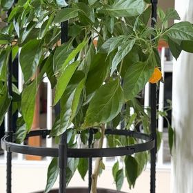 Photo of the plant species Scotch Bonnet Pepper by @LuckyDewberry named Dolores on Greg, the plant care app