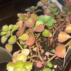 Photo of the plant species Red Carpet Sedum by @CaringPeyote51 named Figyonce on Greg, the plant care app