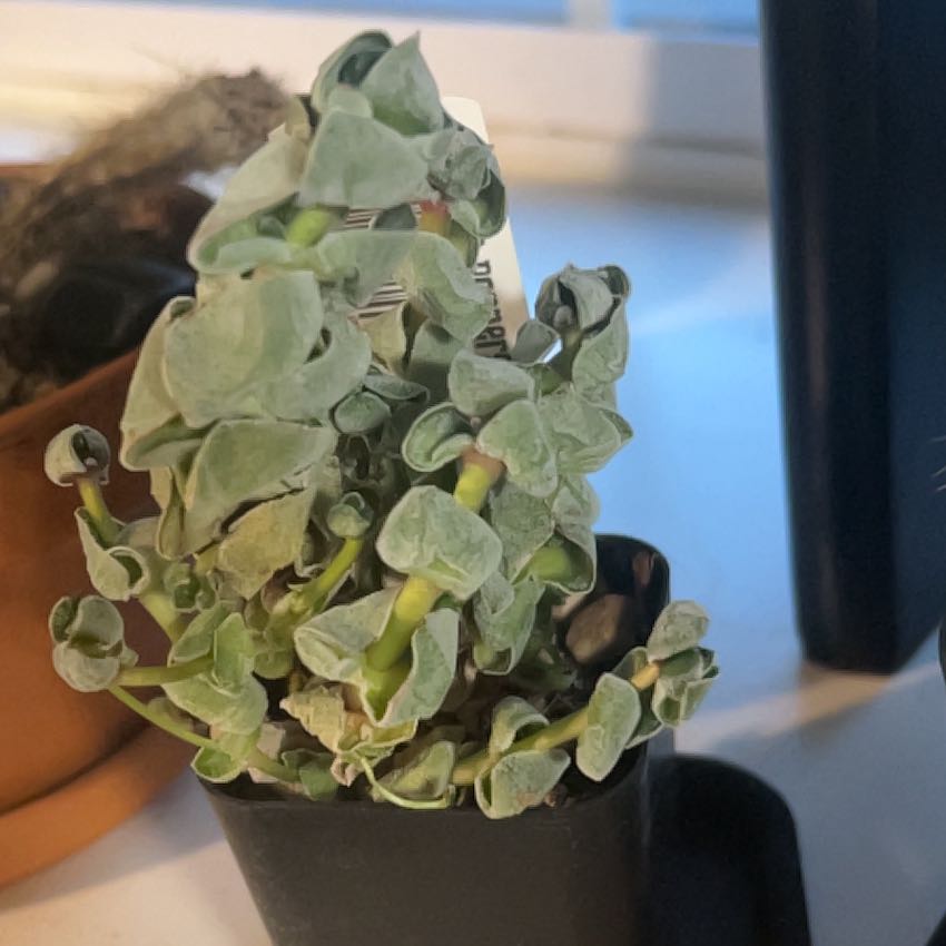 Photo of the plant species Crassula 'Pangolin' by @CaringPeyote51 named Homer on Greg, the plant care app