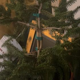 Photo of the plant species Sitka Spruce by @CaringPeyote51 named Kringle on Greg, the plant care app