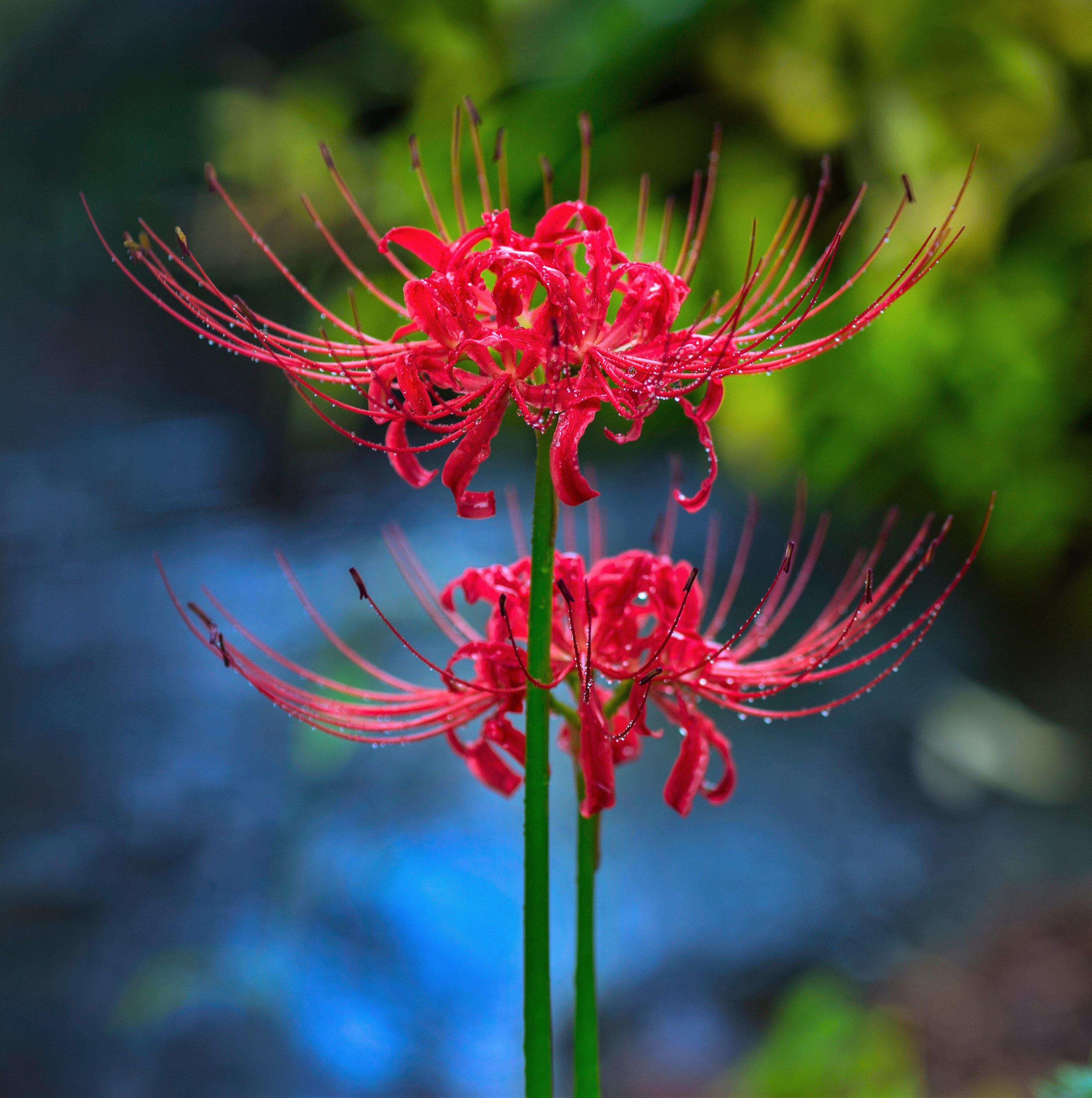 Red Spider Lily with vibrant red flowers, healthy and well-focused.