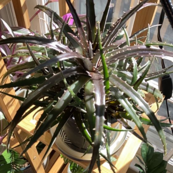 Photo of the plant species Grape Jelly Dyckia by @lbs_ft named Natsuki on Greg, the plant care app