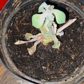 Photo of the plant species Mexican Hens & Chicks by @SuperOxlip19 named Kendall on Greg, the plant care app