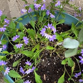 Photo of the plant species Scaevola Aemula by @JoysomeCat23 named Bigleef Smalls on Greg, the plant care app