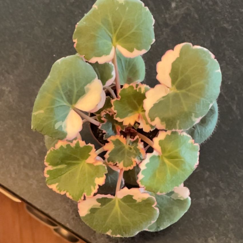 Photo of the plant species Navelwort by @JoyousChilli82 named Walt on Greg, the plant care app