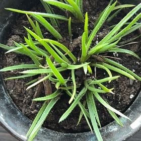 Photo of the plant species Goose Tongue by @LegitWasabi51 named Marilyn on Greg, the plant care app