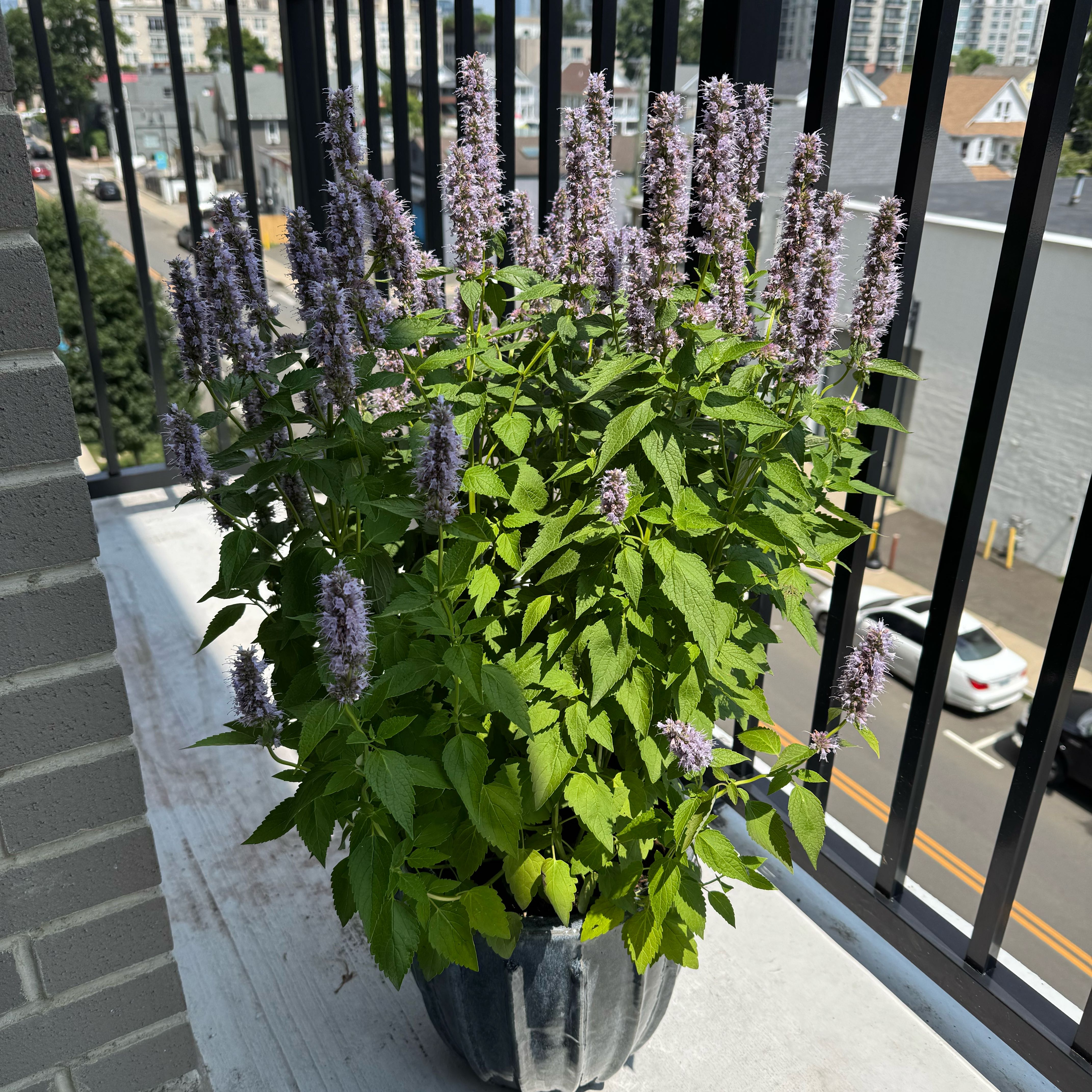 Photo of the plant species Purple Giant Hyssop by @Hpawloff named Pauli on Greg, the plant care app