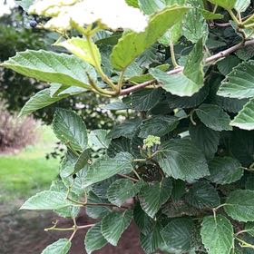 Photo of the plant species Green Alder by @KeyWildramp90 named LiloStitch on Greg, the plant care app