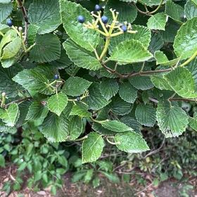 Photo of the plant species Arrowwood Viburnum by @KeyWildramp90 named Coco on Greg, the plant care app