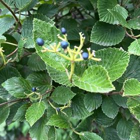Photo of the plant species Arrowwood Viburnum by @KeyWildramp90 named Robert Plant on Greg, the plant care app