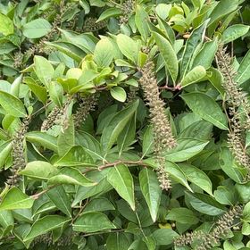 Photo of the plant species Virginia Sweetspire by @KeyWildramp90 named Mando on Greg, the plant care app