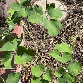 Photo of the plant species Common Columbine by @KeyWildramp90 named Gomez on Greg, the plant care app