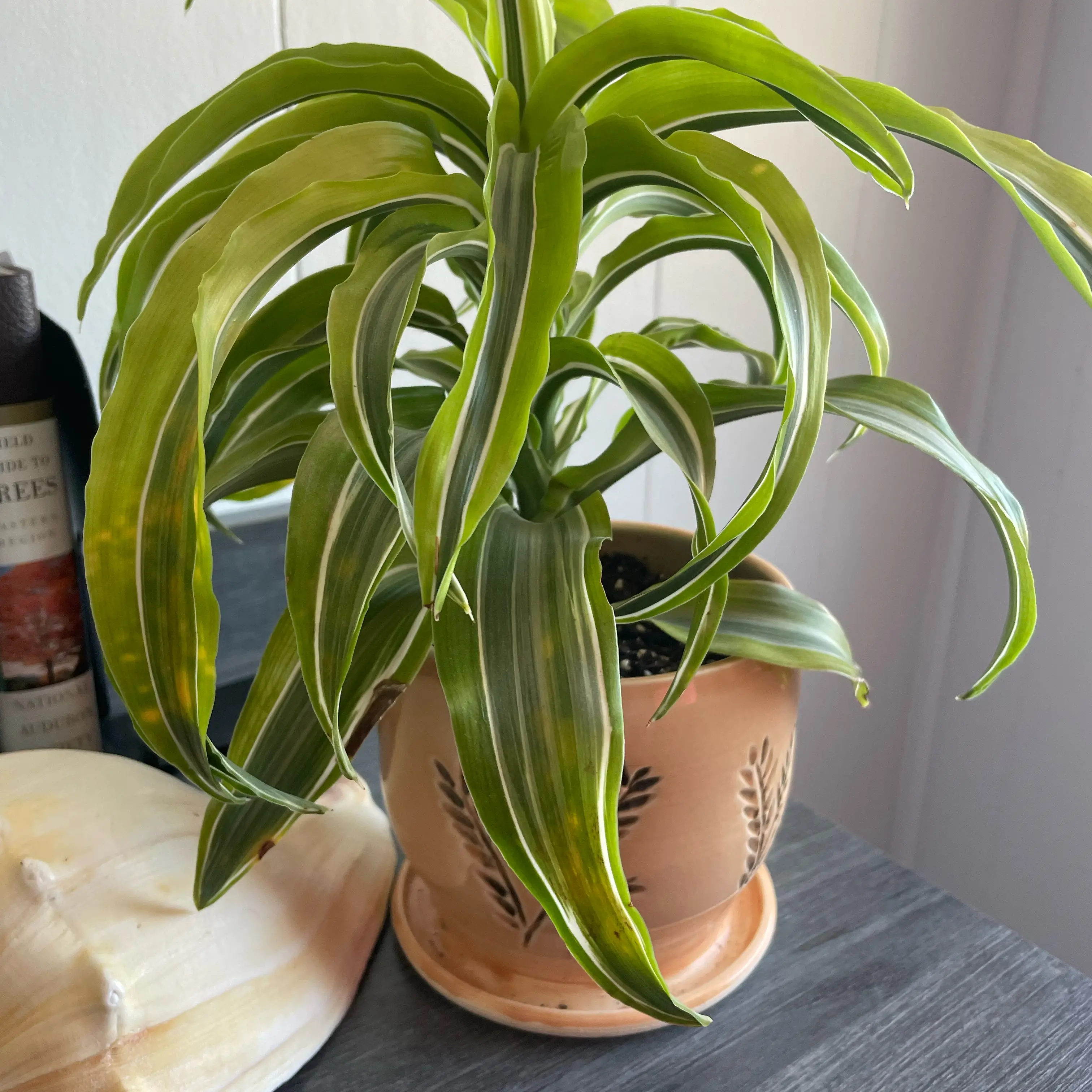 Photo of the plant species Lemon Surprise Dracaena by @MiracleSuncup56 named Lemon Surprise on Greg, the plant care app