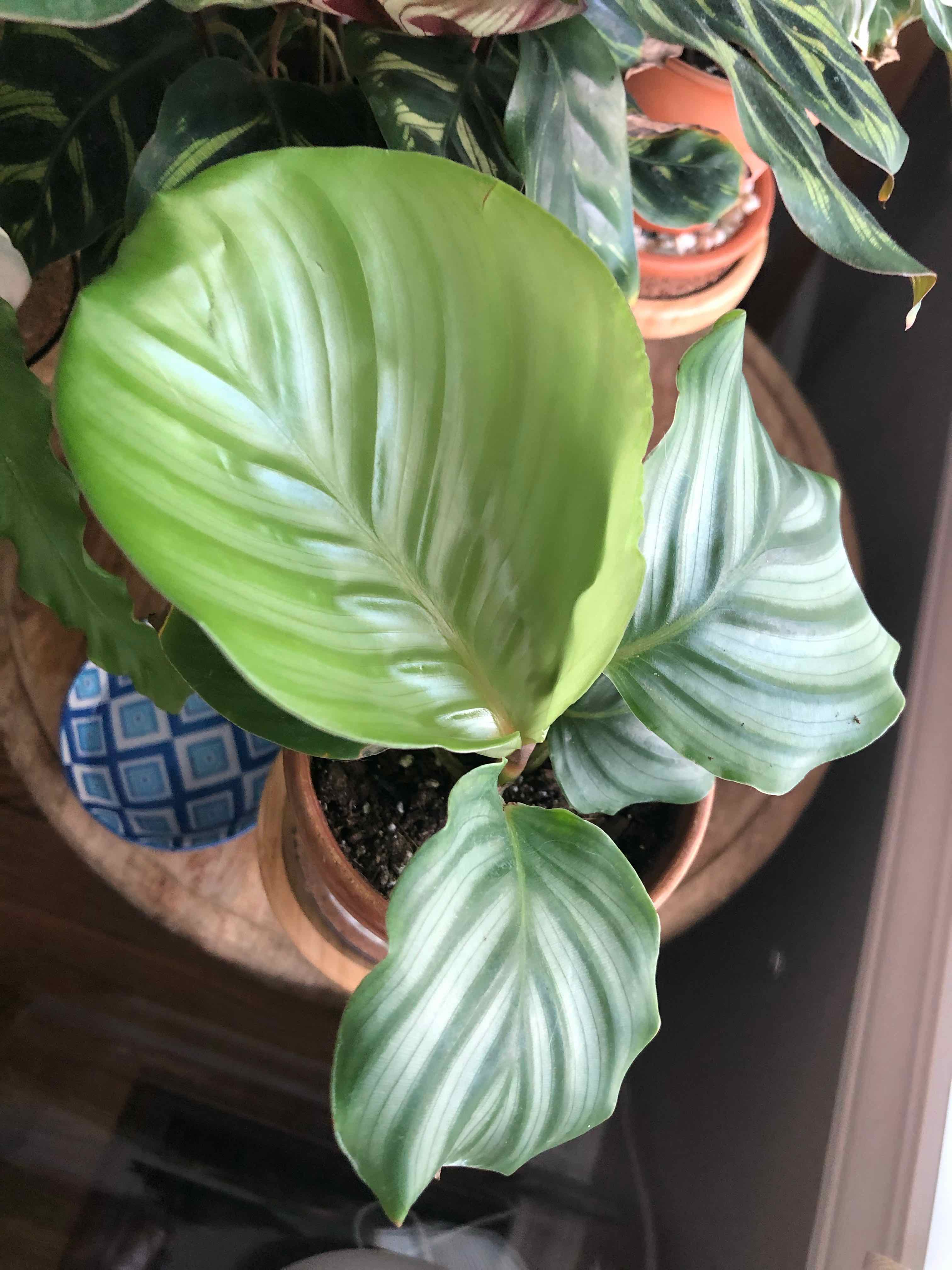 Calathea Orbifolia plant with broad, striped leaves in a pot. Soil is visible.