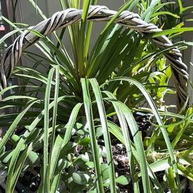 Photo of the plant species Screw Pine by @ZestyAlocasia82 named Elle on Greg, the plant care app