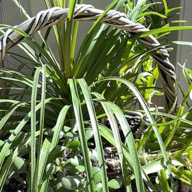 Photo of the plant species Screw Pine by @ZestyAlocasia82 named Sonora on Greg, the plant care app