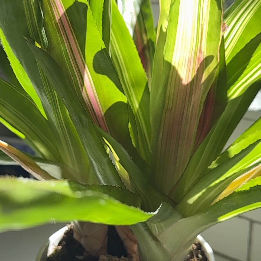 Photo of the plant species Mauritius Hemp by @ZestyAlocasia82 named Aria on Greg, the plant care app
