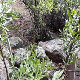 Photo of the plant species Bee Sage by @ZestyAlocasia82 named Athena on Greg, the plant care app