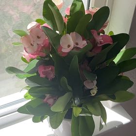 Photo of the plant species Rosa 'Euphoria' by @GenuineStingray named Lola on Greg, the plant care app