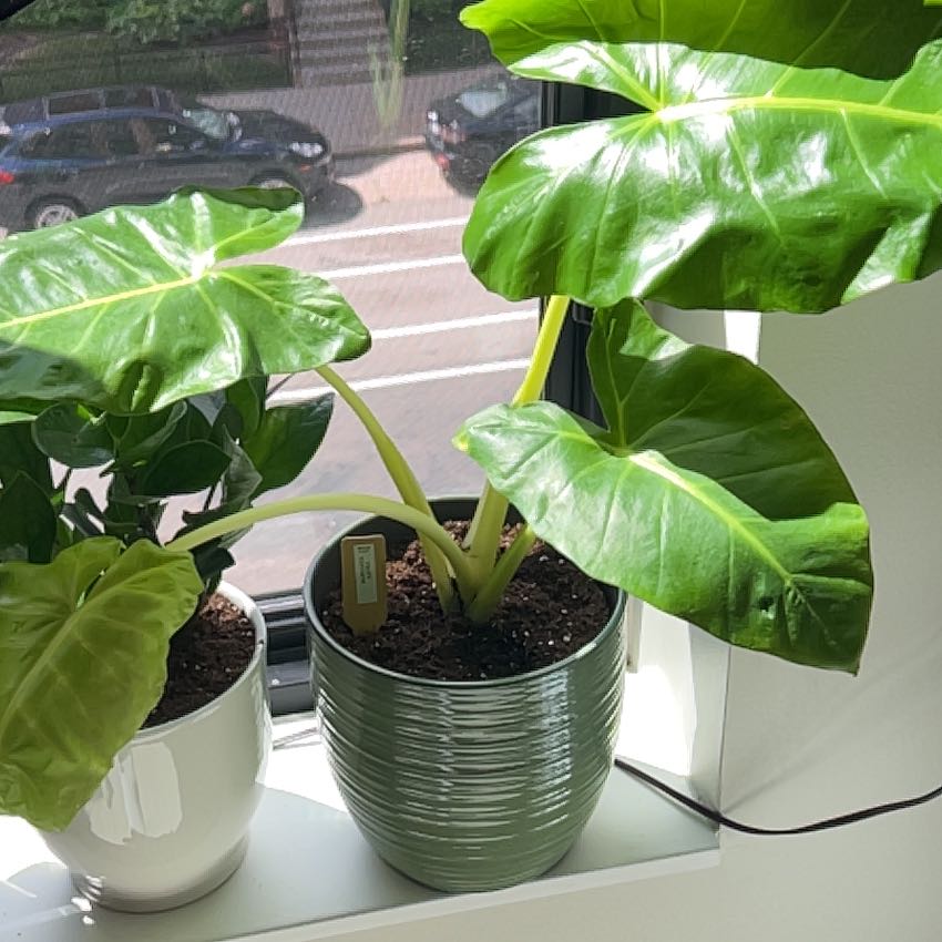 Photo of the plant species Alocasia Lutea by @ShinyTobacco13 named Lutsen on Greg, the plant care app