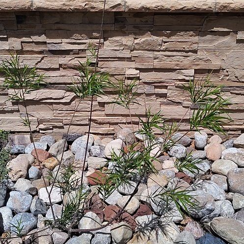 Photo of the plant species Desert Willow by @YeahBuroak89 named Marilyn on Greg, the plant care app