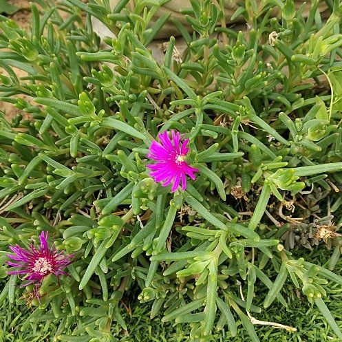 Photo of the plant species Purple Ice Plant by @YeahBuroak89 named Ronaldo on Greg, the plant care app