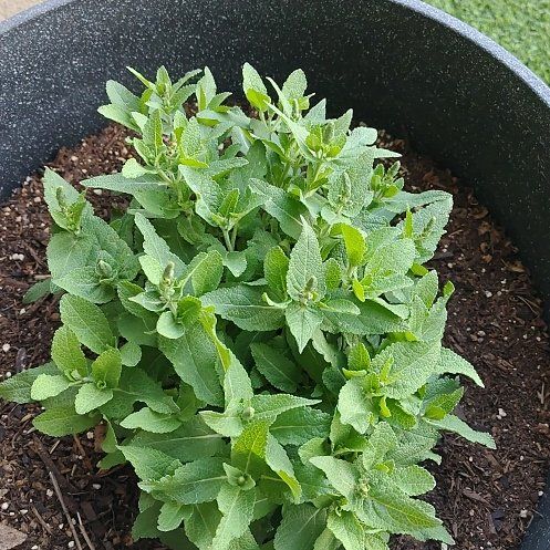 Photo of the plant species Meadow Sage by @YeahBuroak89 named Wall-E on Greg, the plant care app