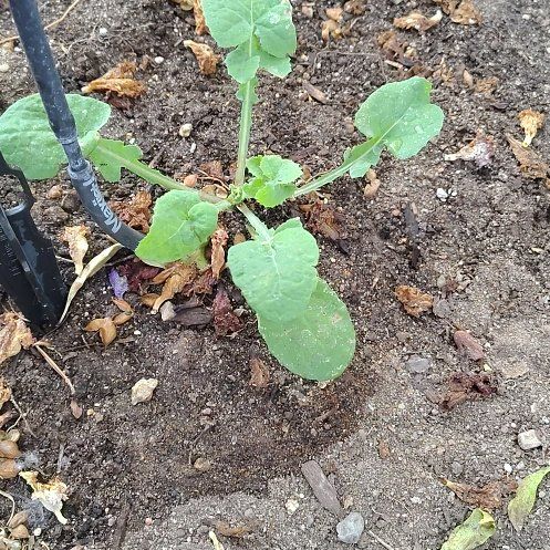 Photo of the plant species Smooth Sow Thistle by @YeahBuroak89 named Harry on Greg, the plant care app
