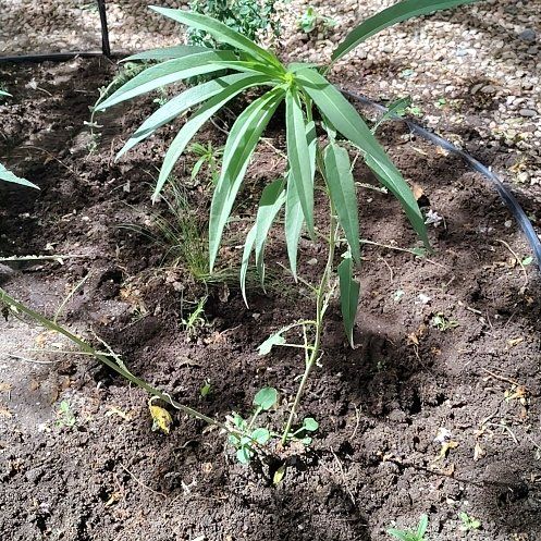 Photo of the plant species Yellow Oleander by @YeahBuroak89 named Captain Plant-it on Greg, the plant care app