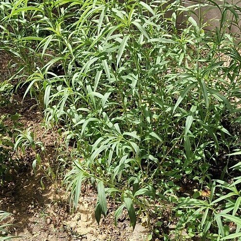 Photo of the plant species Britton's Wild Petunia by @YeahBuroak89 named Bodhi on Greg, the plant care app
