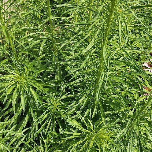 Photo of the plant species Liatris Spicata by @YeahBuroak89 named Rainier on Greg, the plant care app