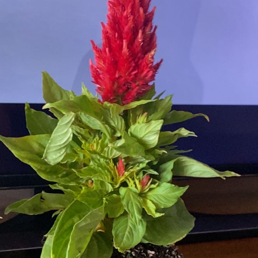 Photo of the plant species Celosia by @VividKiekie40 named Morgan Treeman on Greg, the plant care app