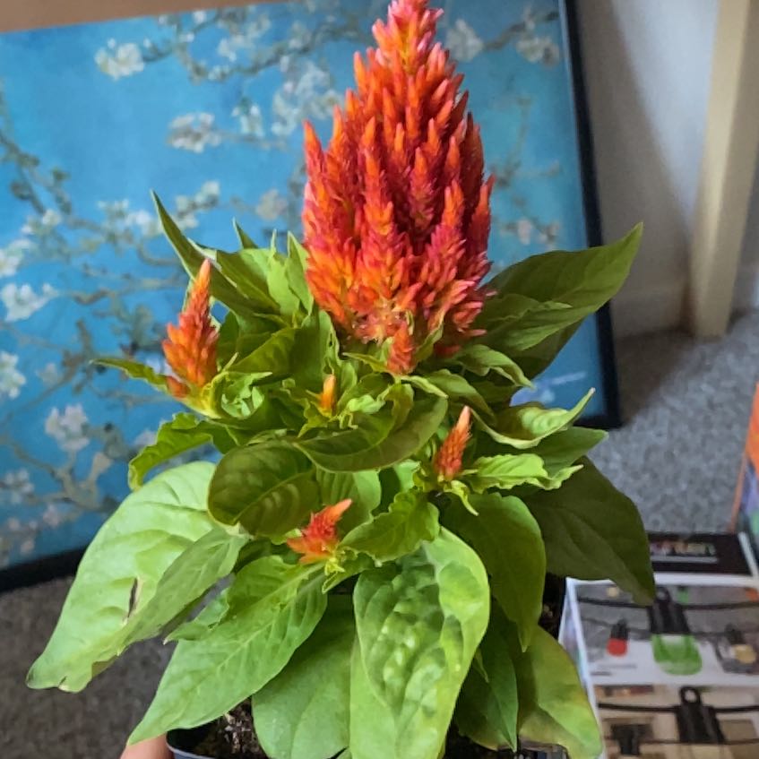 Photo of the plant species Celosia by @VividKiekie40 named Rihanna on Greg, the plant care app