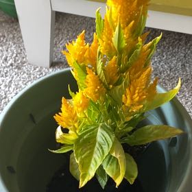 Photo of the plant species Celosia by @VividKiekie40 named Doja Cat on Greg, the plant care app