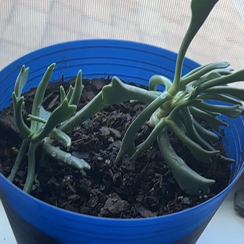 Photo of the plant species Elk Horn by @FabWeed42 named Ernest and Evelyn on Greg, the plant care app