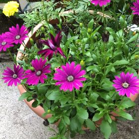 Photo of the plant species Treasureflower by @SuperiorRye61 named Rainier on Greg, the plant care app
