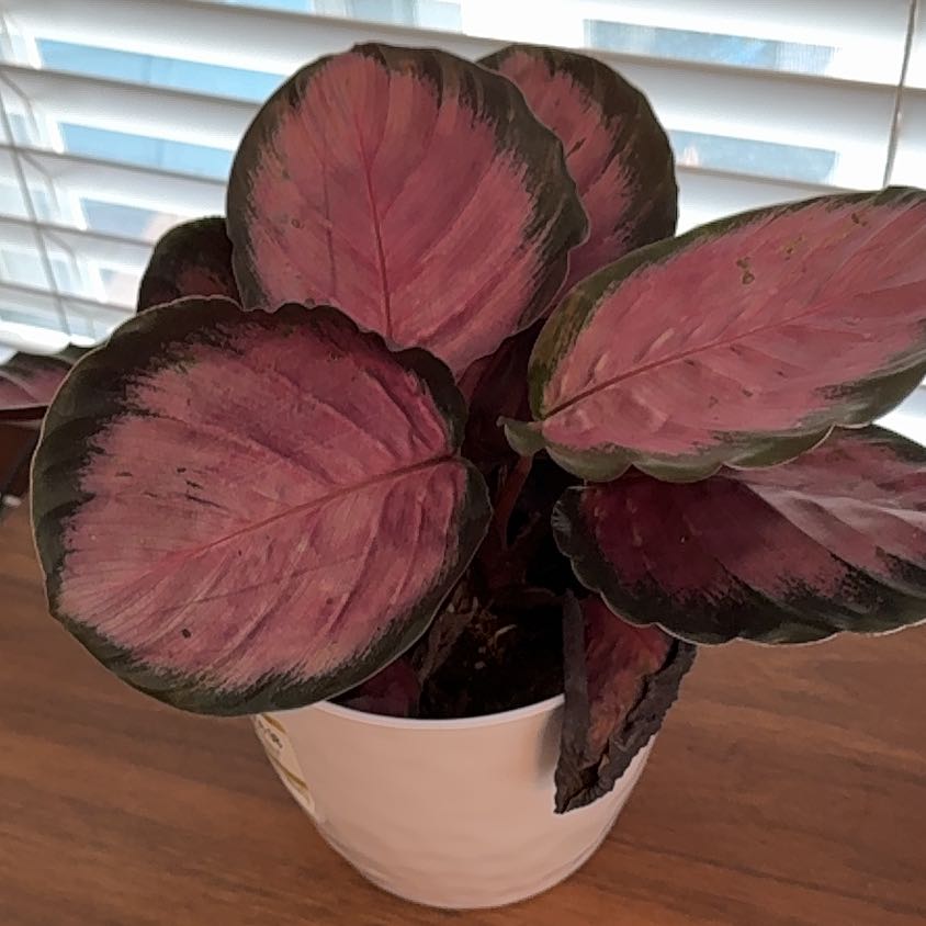 Photo of the plant species Calathea Purple Rose by @theonlyjillinn named Fiona on Greg, the plant care app