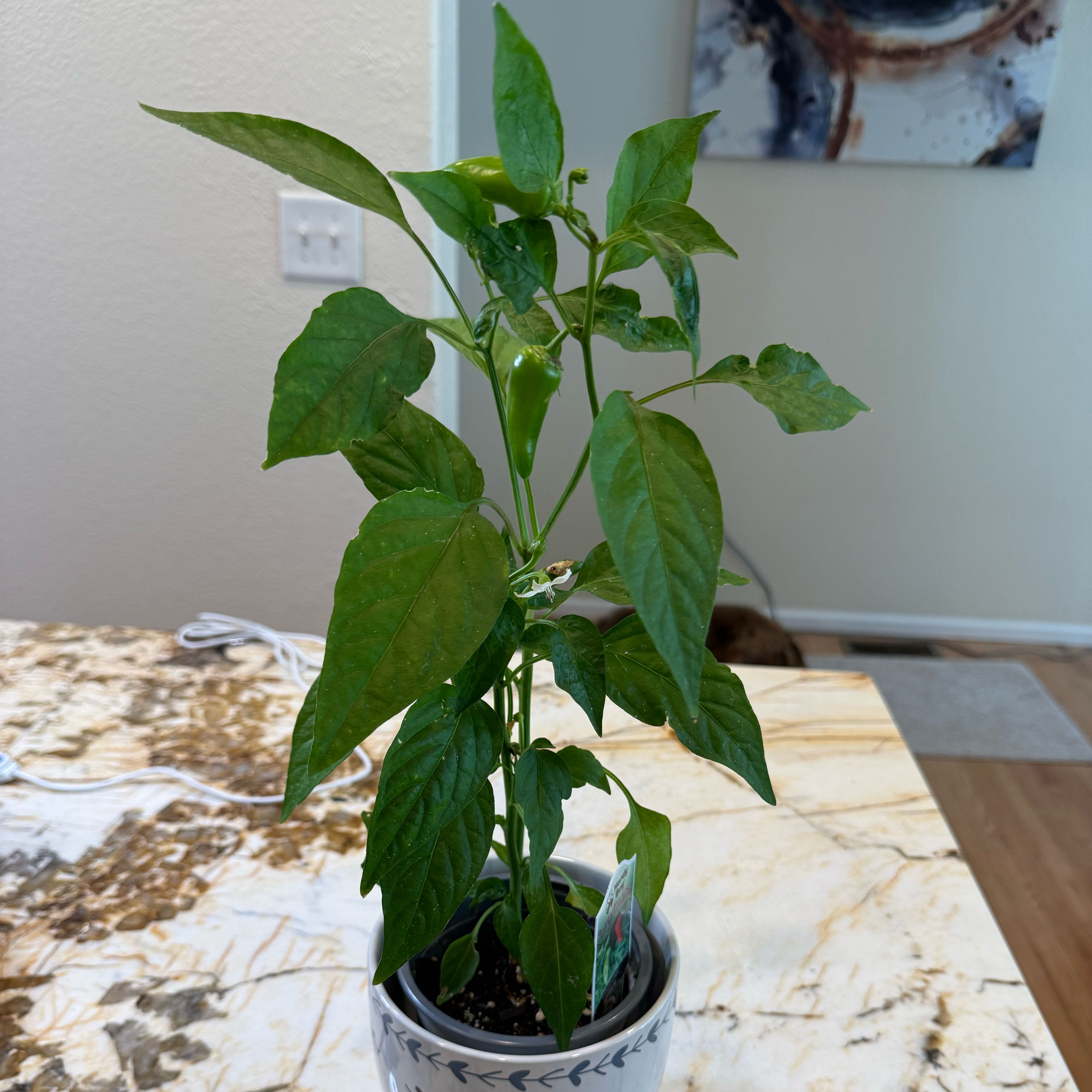 Photo of the plant species Fresno Chili by @theonlyjillinn named Zena on Greg, the plant care app