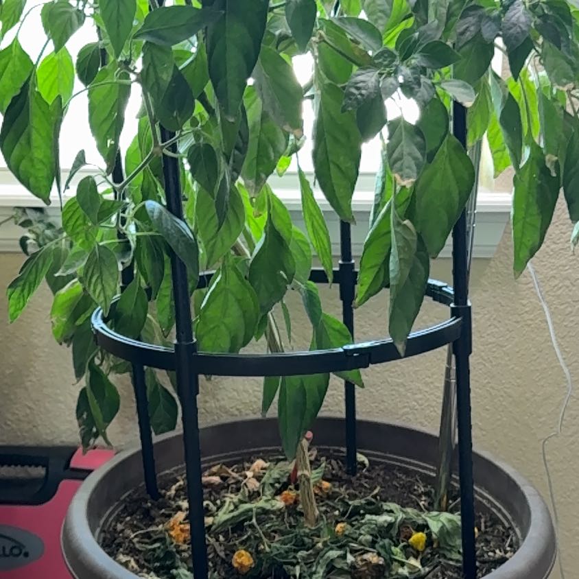 Photo of the plant species Scotch Bonnet Pepper by @theonlyjillinn named Hecate on Greg, the plant care app