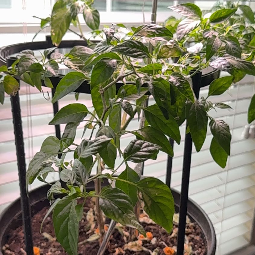 Photo of the plant species Scotch Bonnet Pepper by @theonlyjillinn named Medea on Greg, the plant care app