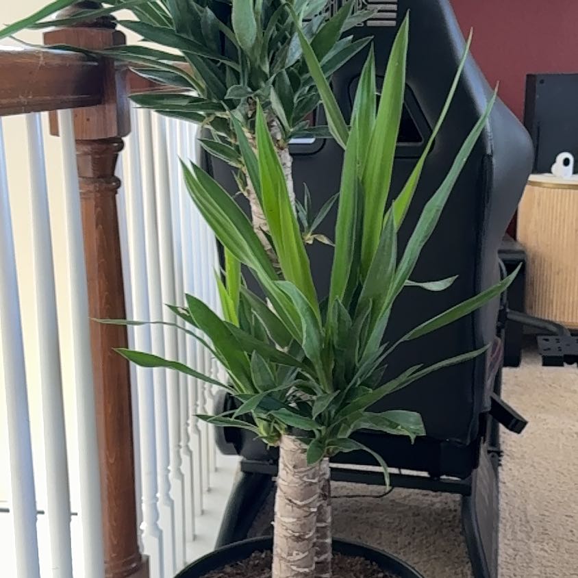 Photo of the plant species Spineless yucca by @theonlyjillinn named Freya on Greg, the plant care app